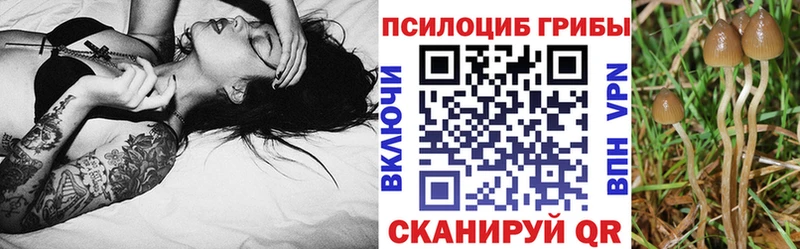 KRAKEN ссылка  купить   Няндома  нарко площадка какой сайт  Псилоцибиновые грибы GOLDEN TEACHER 